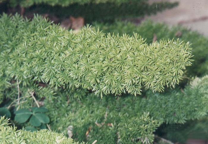 Plant photo of: Asparagus densiflorus 'Myers'