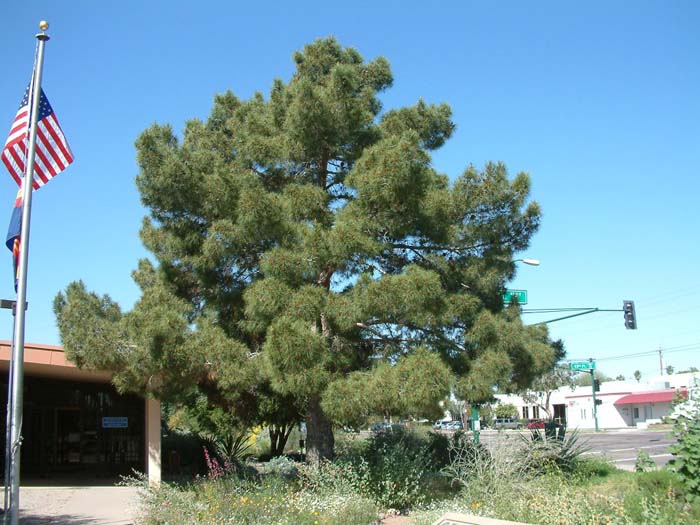 Allepo Pine, Jerusalem Pine