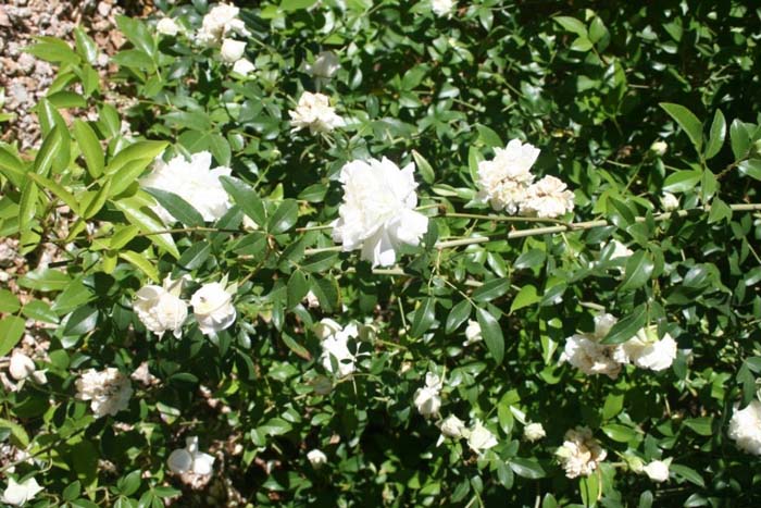Plant photo of: Rosa banksiae