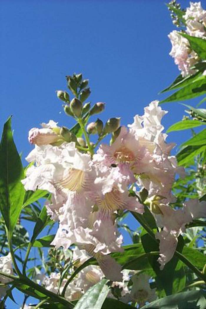 Plant photo of: Chitalpa X tashkentensis 'Pink Dawn'