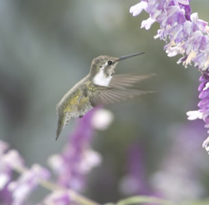 Plants that Attract Hummingbirds