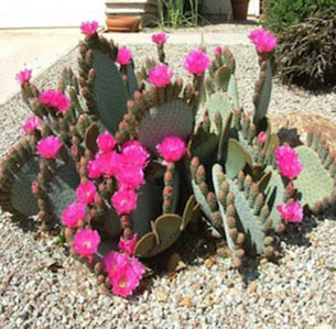 Mojave Desert Plants