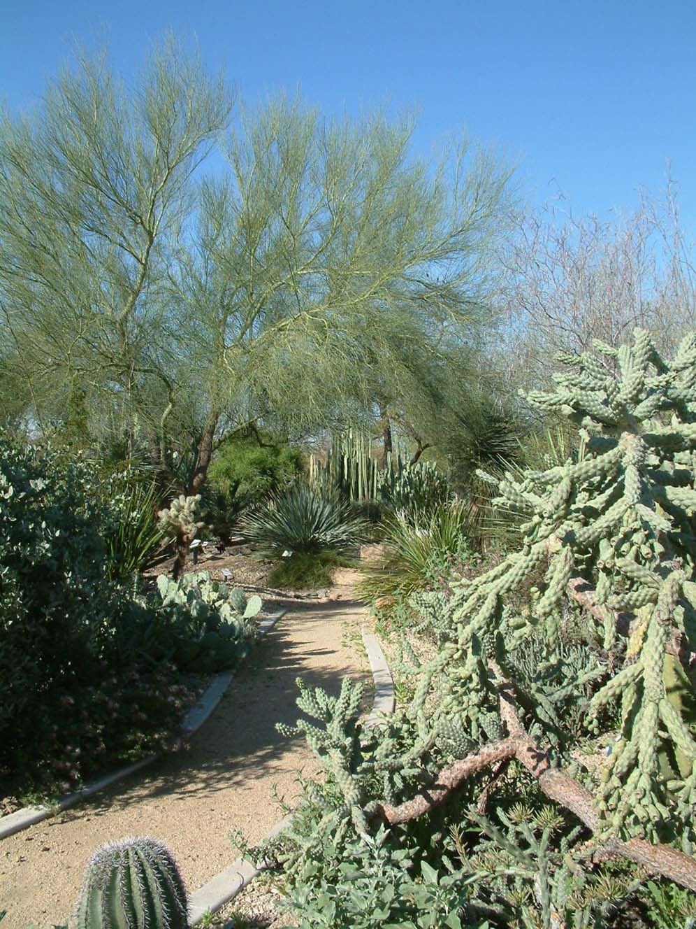 Desert Flora