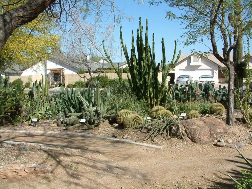 The Cactus Garden