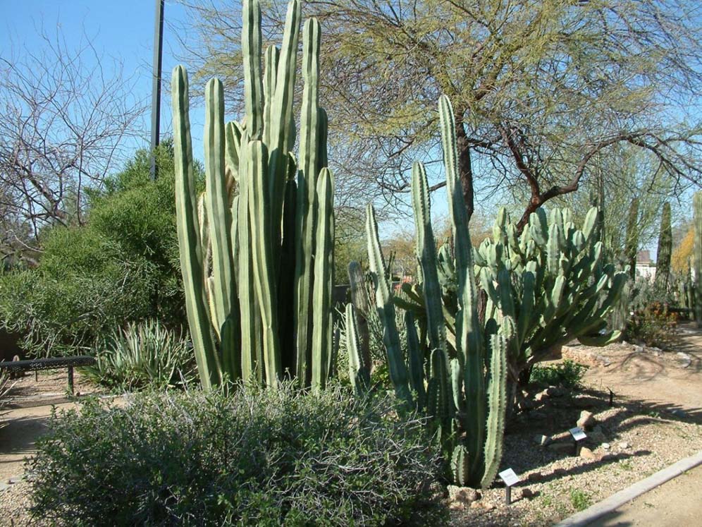 Dramatic  Columnar Cacti