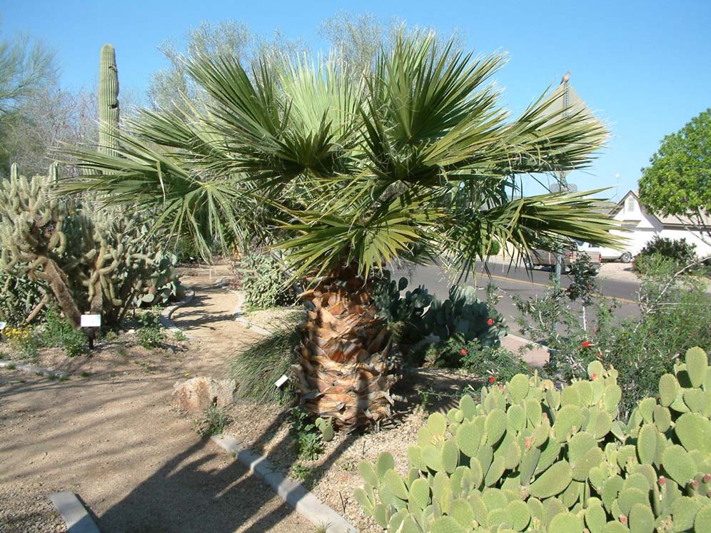 Street Buffer Plantings