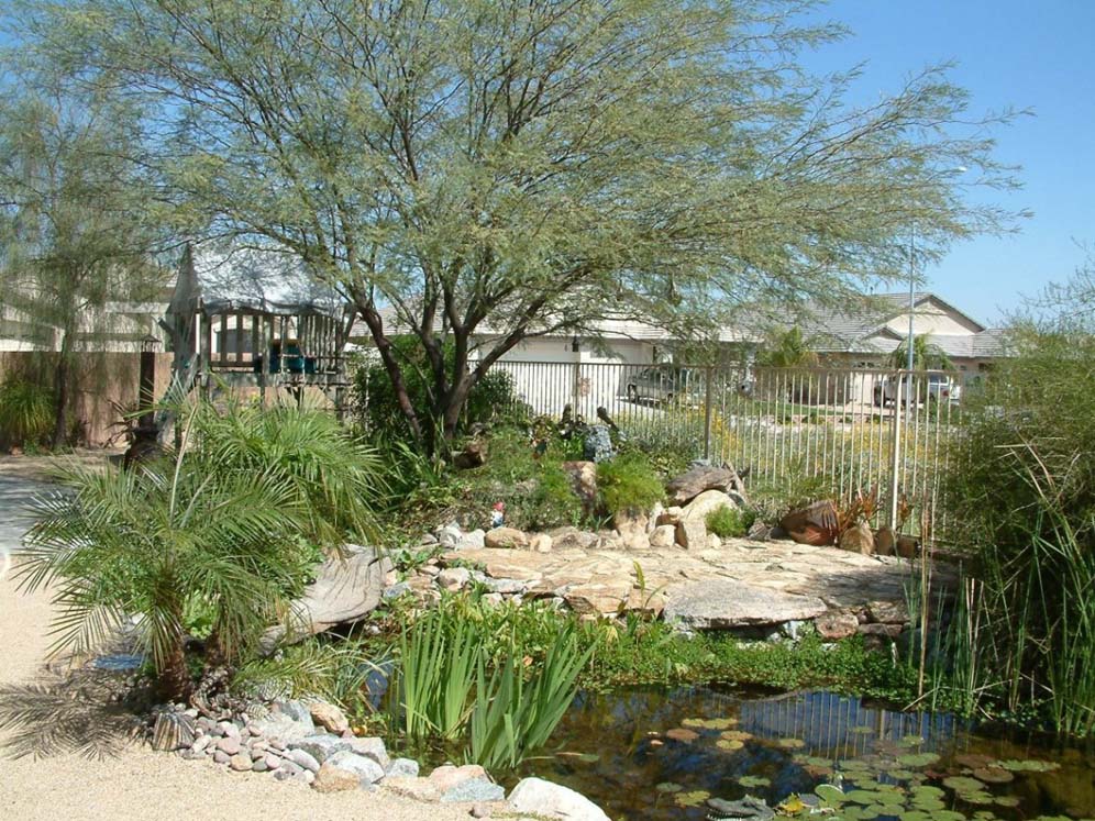 Pond and Water Plants