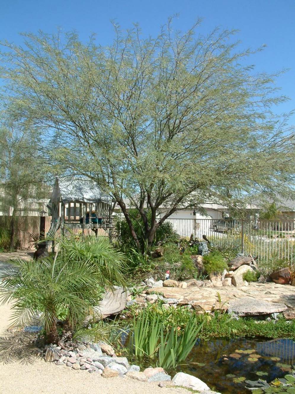 Tree Hovers Over Pond