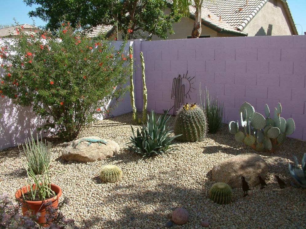 Cacti Variety