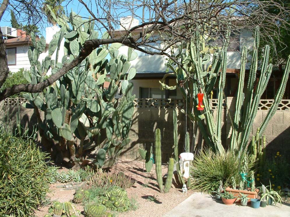 Succulents and Cacti in the Garden