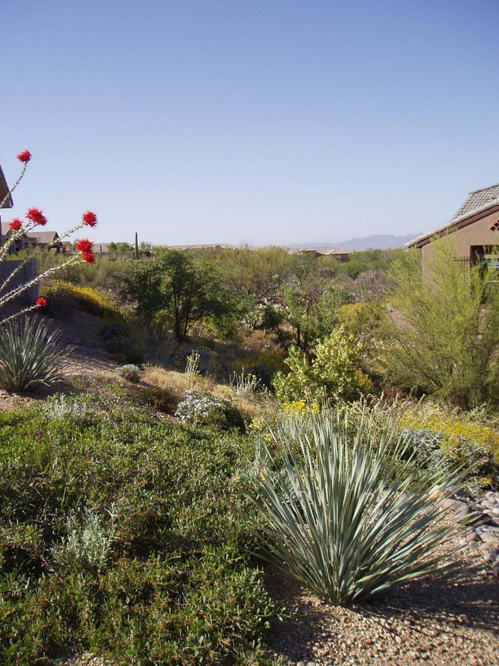 Arizona Desert View