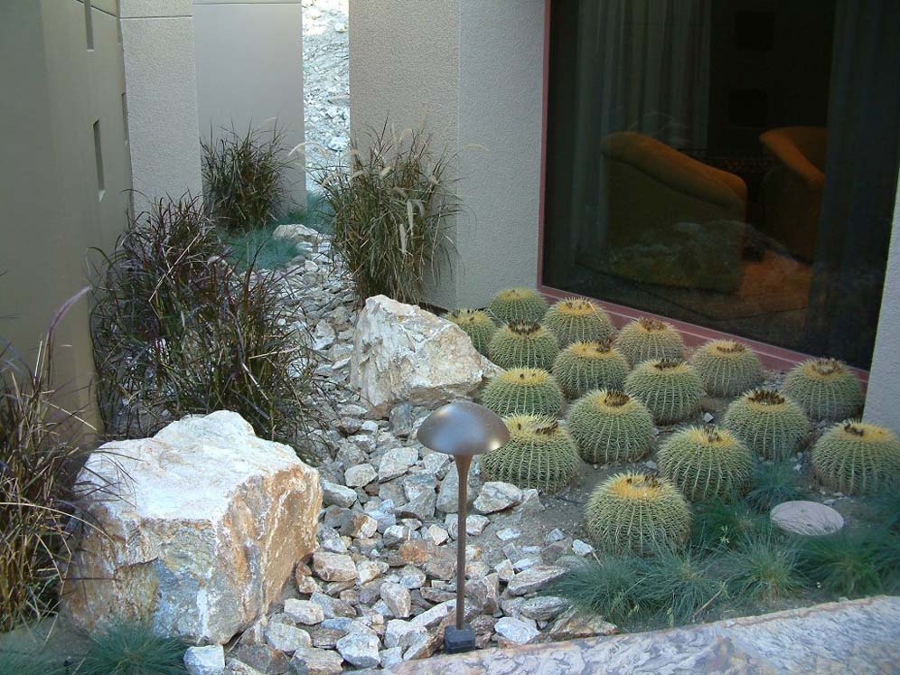 Barrel Cactus in the Garden