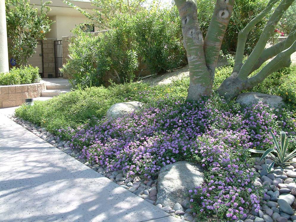 Lavendar Infusion Under Tree