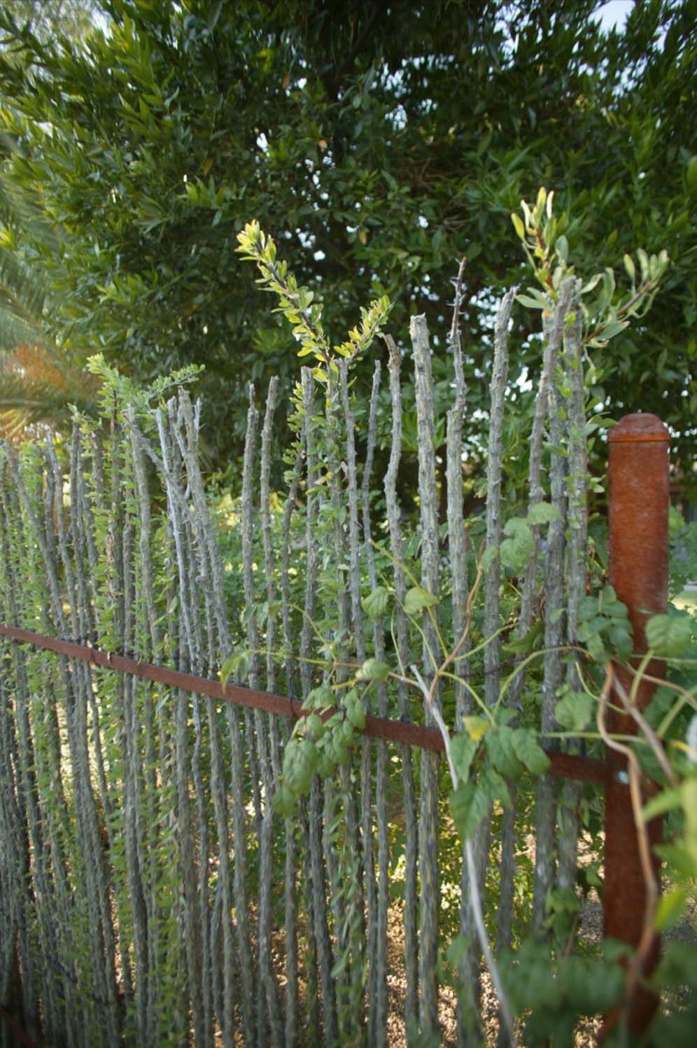 Ocotillo Fence Detail