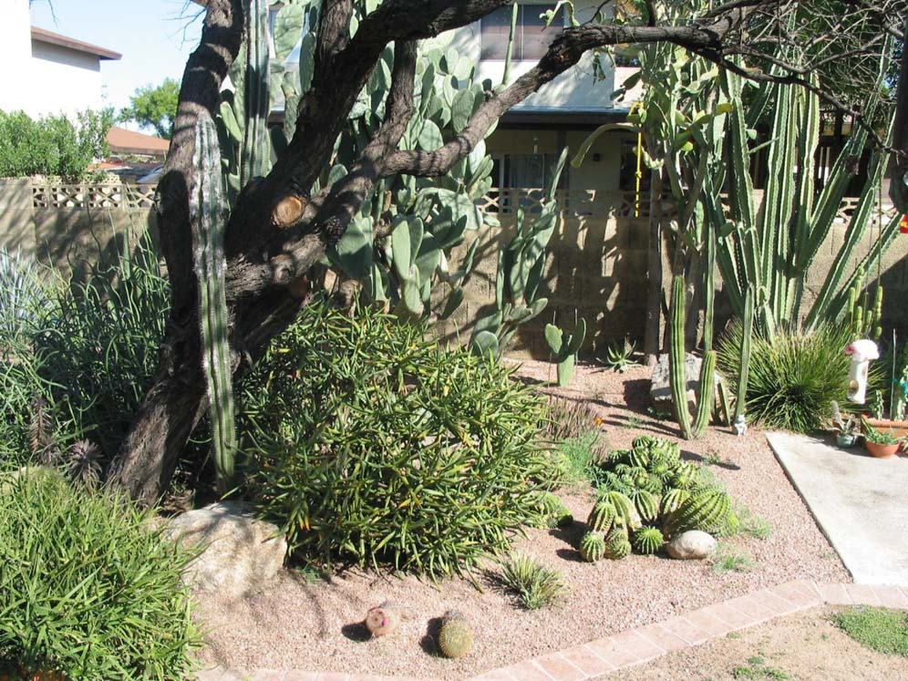 Sunken Garden Succulents