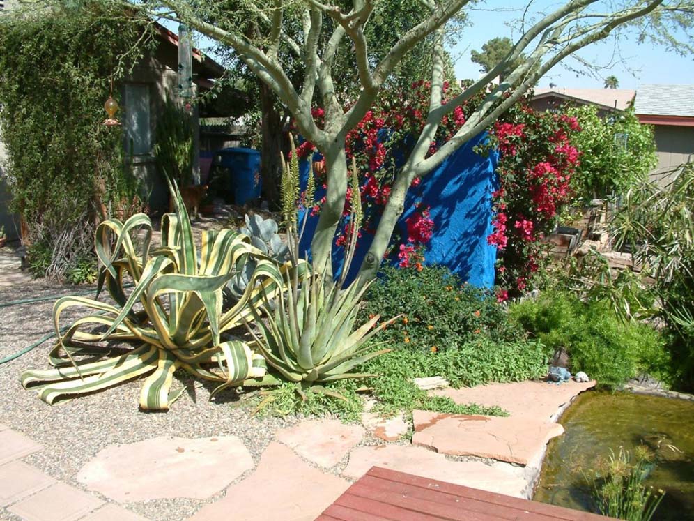 Variegated Agave in the Garden