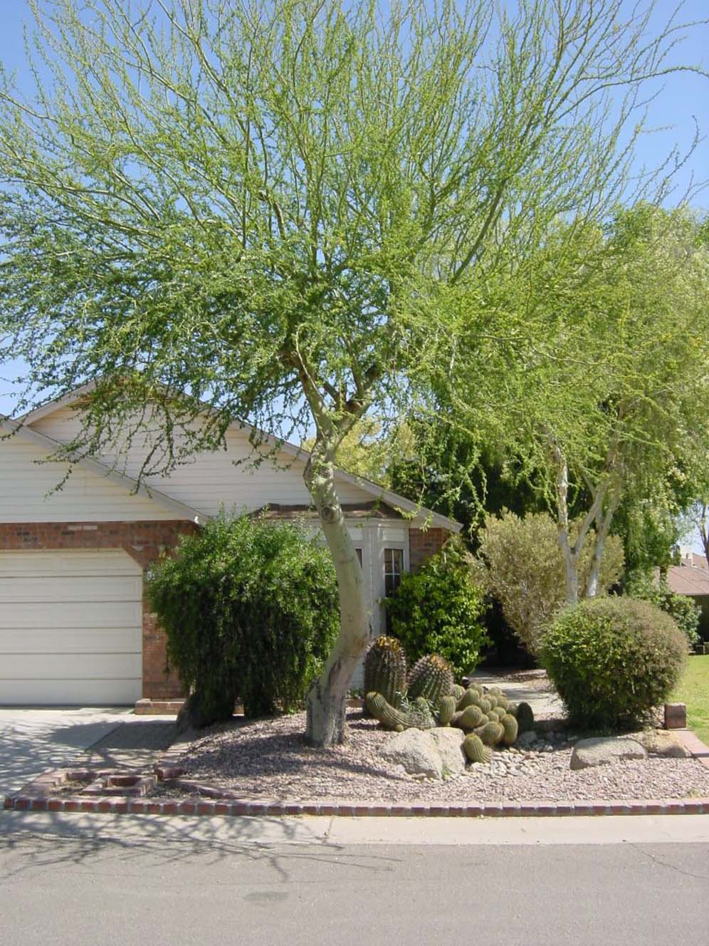 Xeriscape Small Front Yard