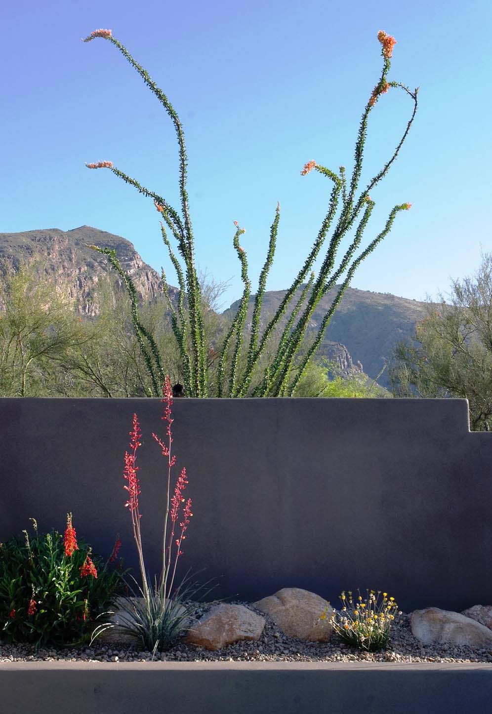 Ocotillo Peaking Over the Wall