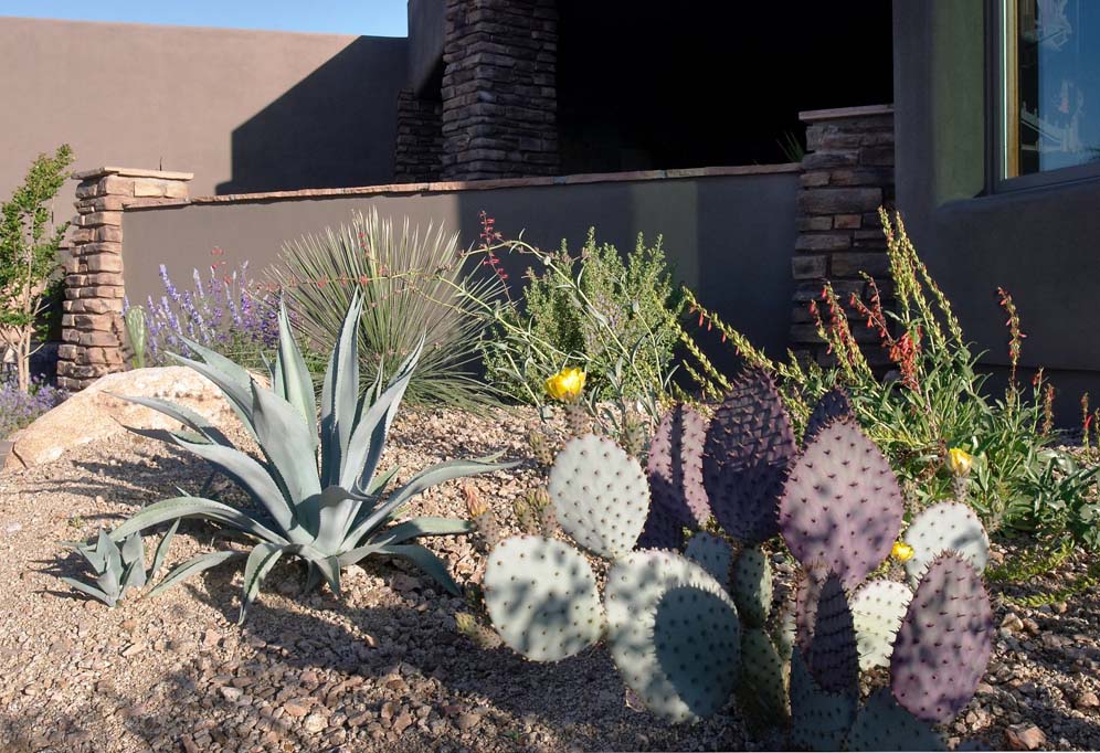 Desert Companions