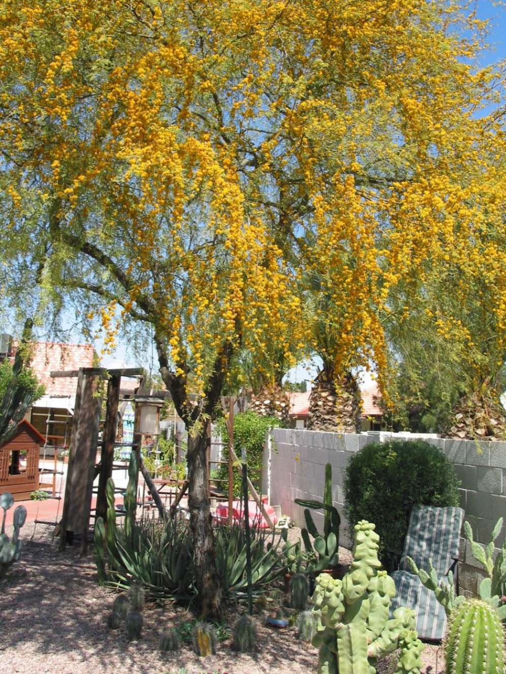 Under the Sweet Acacia Tree