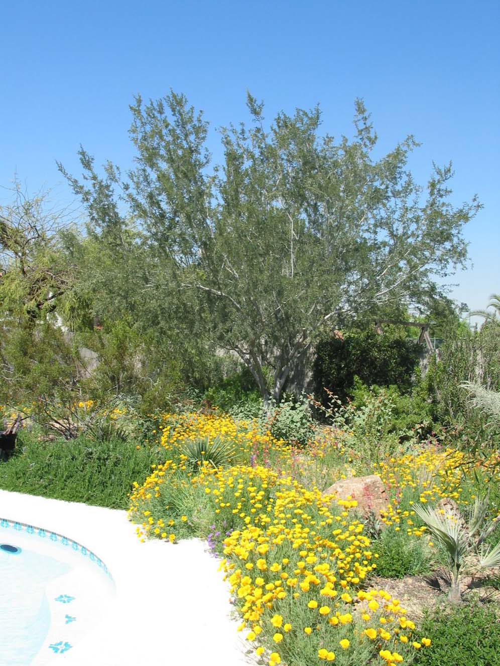 Wildflowers by the Pool