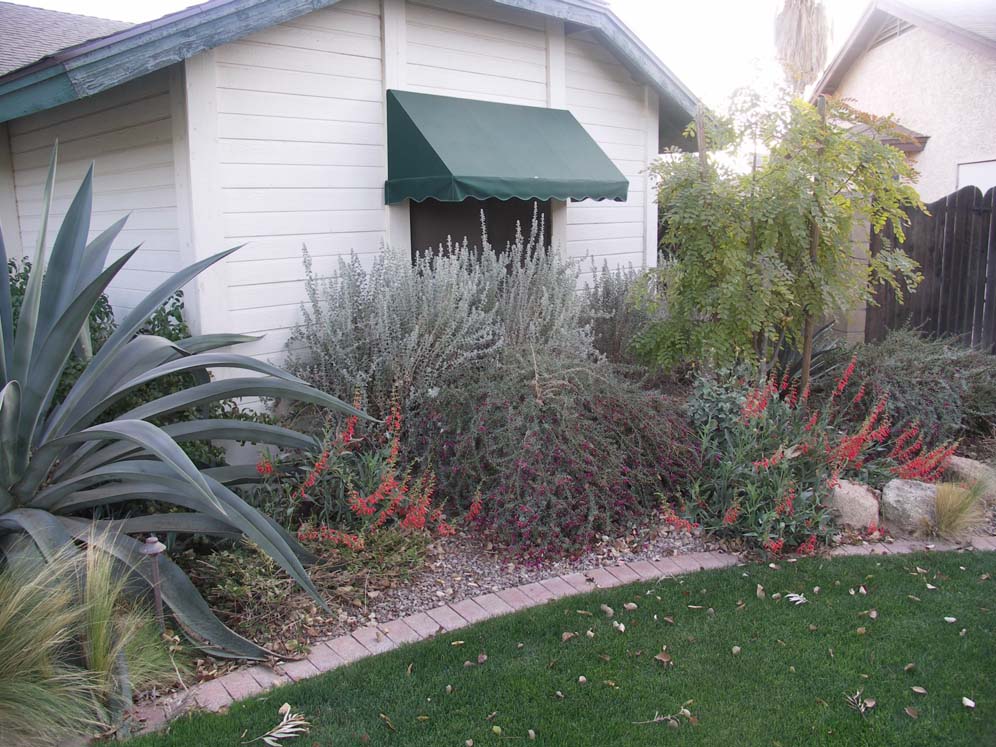 Shrub Grouping Under Window