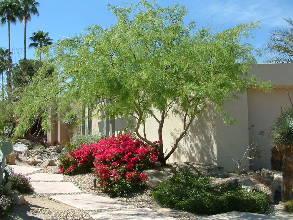 Path to View Bougainvillea