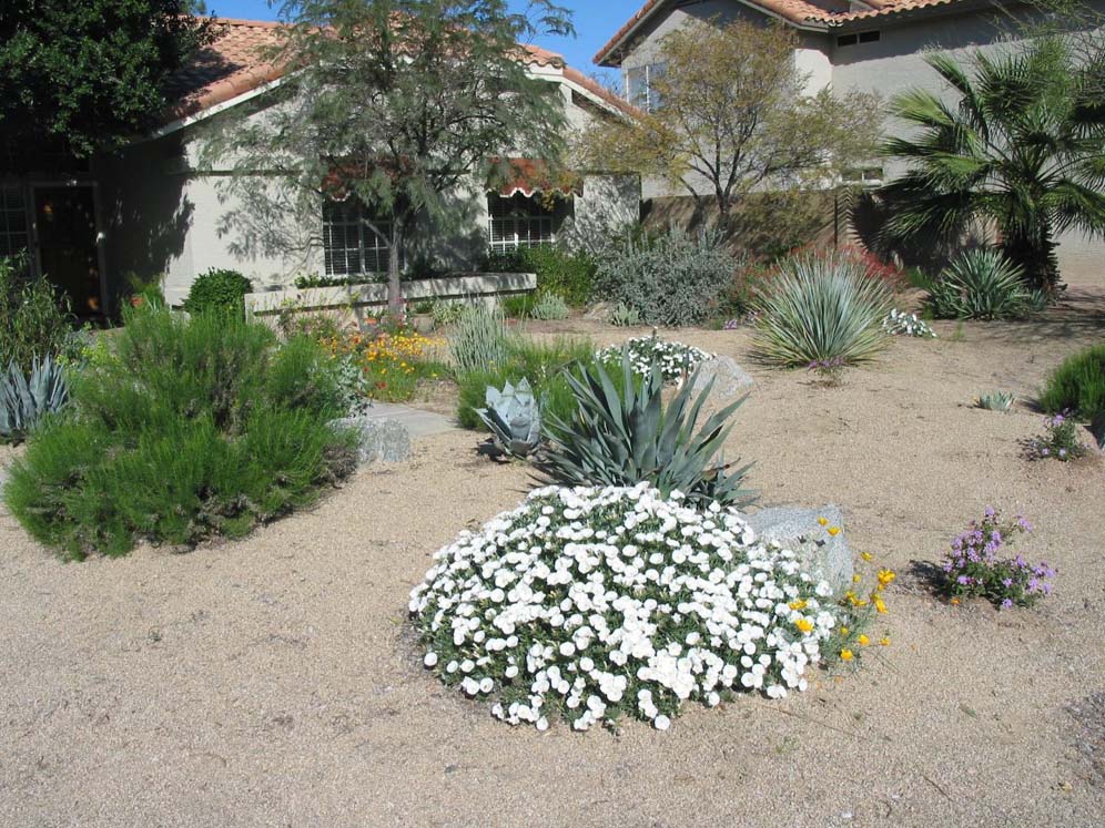 Front Yard Detail