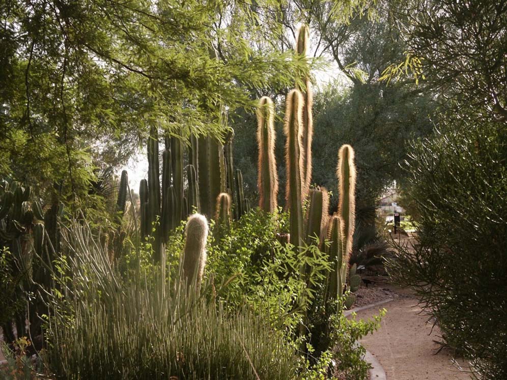 Cactus Garden at Sunrise