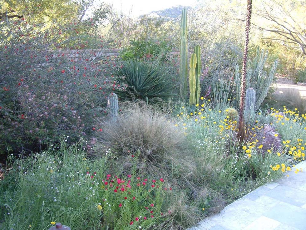 Spring Blooms in the Desert