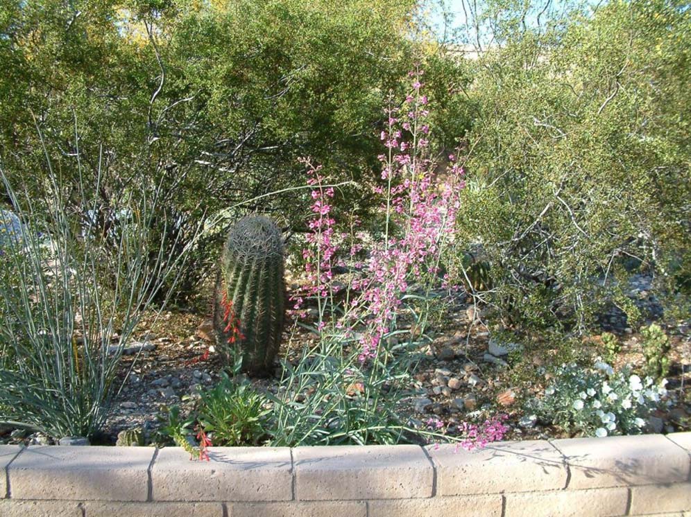 Pink Penstemons