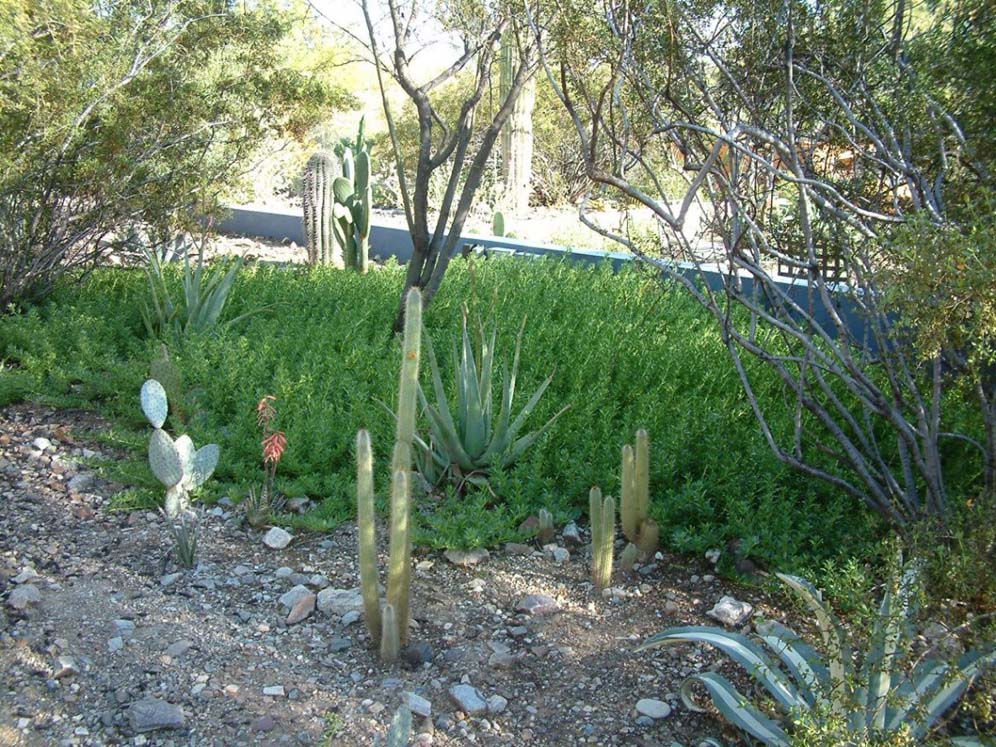 Green Carpet Cools Soil