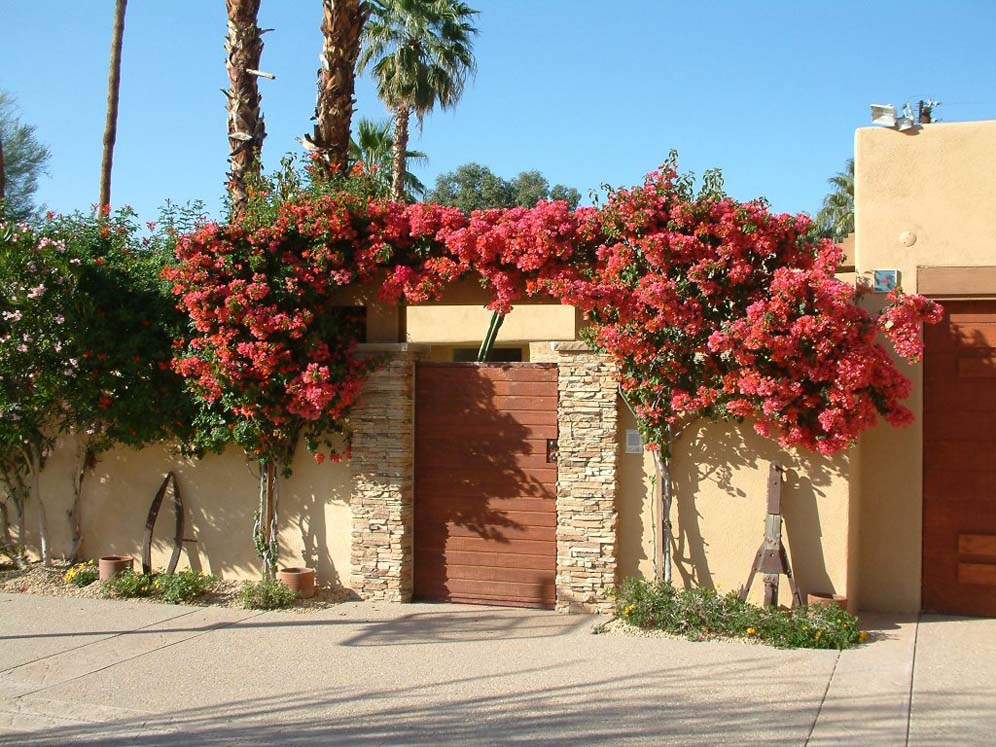 Bougainvillea Entryway