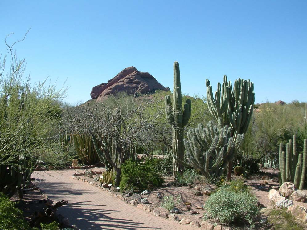 Majestic Mountain and Garden