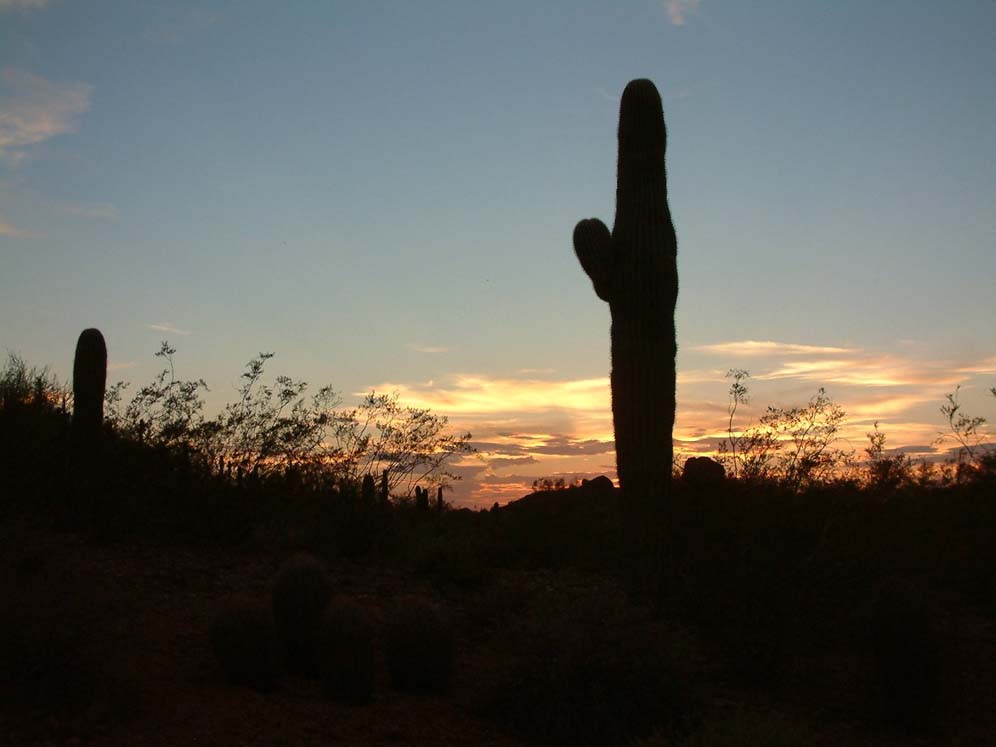 Sunset in the Botanical Garden