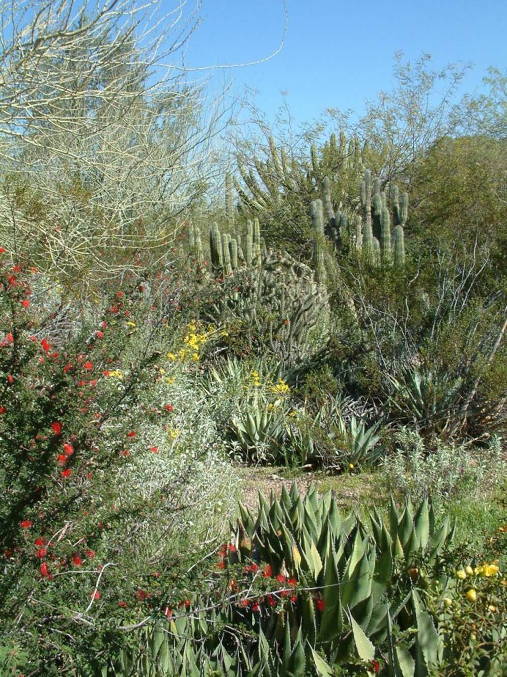 Desert Wilderness