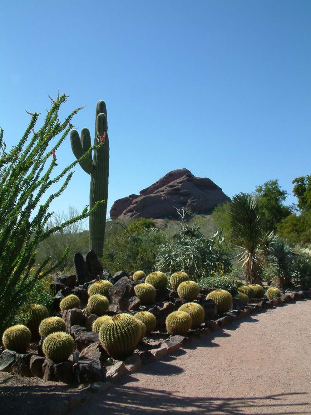 Barrel Cactus Cluster