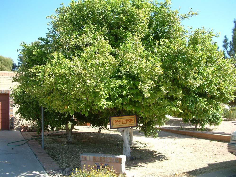 Lemon Tree Generosity