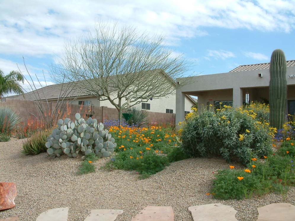 Shrubs and Cacti