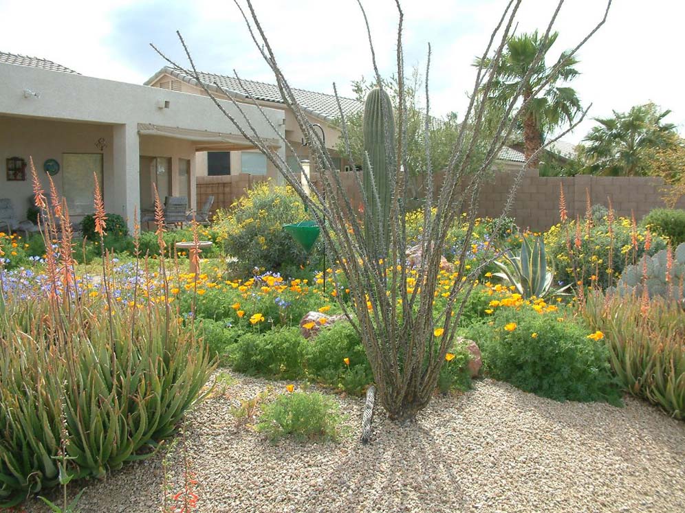 Ocotillo and Wildflowers