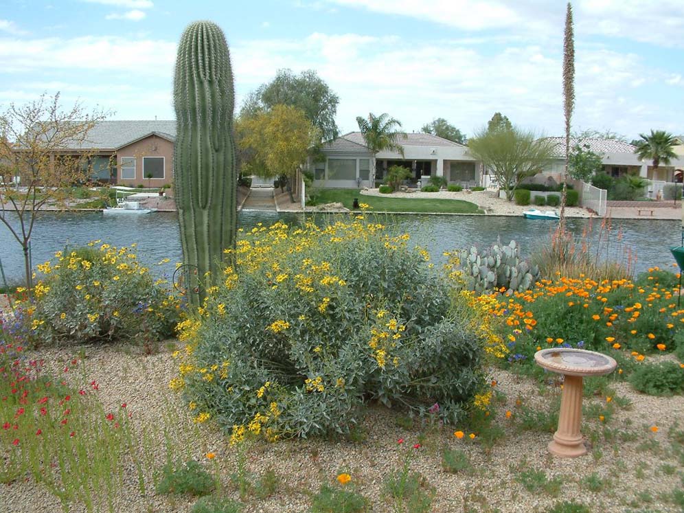 Birdbath Looks at Saguaro