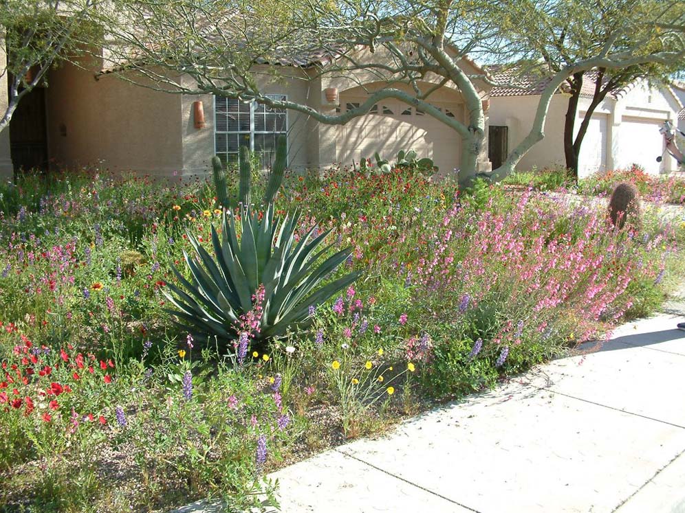 Agave Among Wildflowers