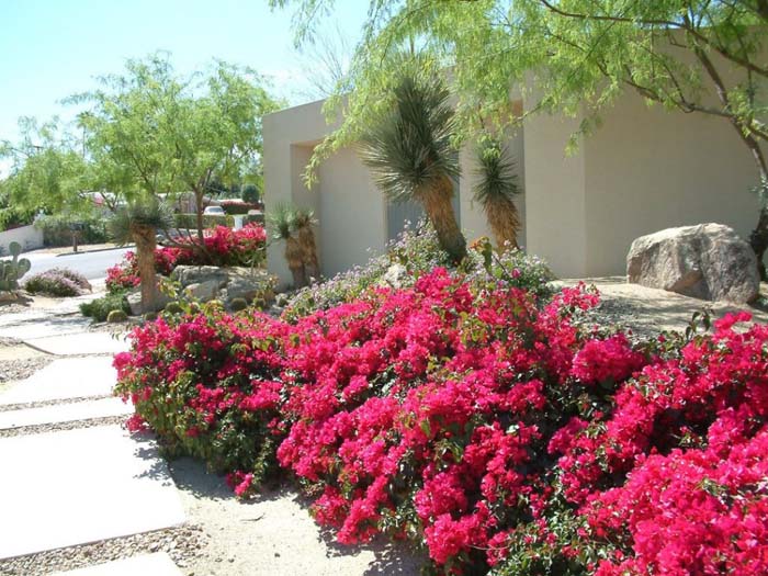 Plant photo of: Bougainvillea X 'La Jolla'