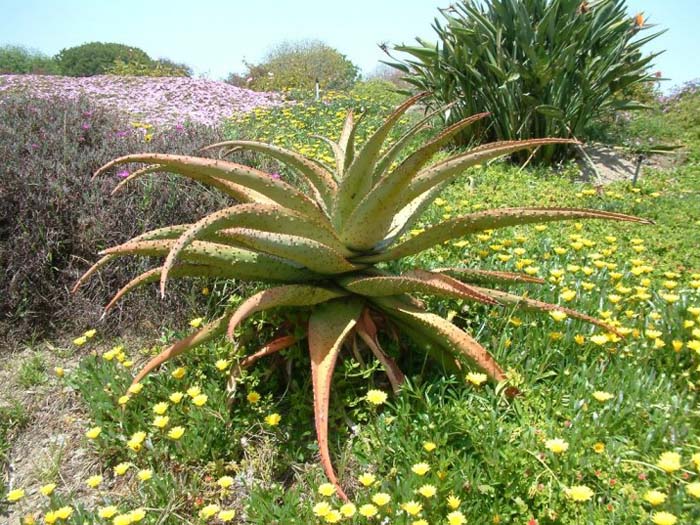 Plant photo of: Aloe ferox