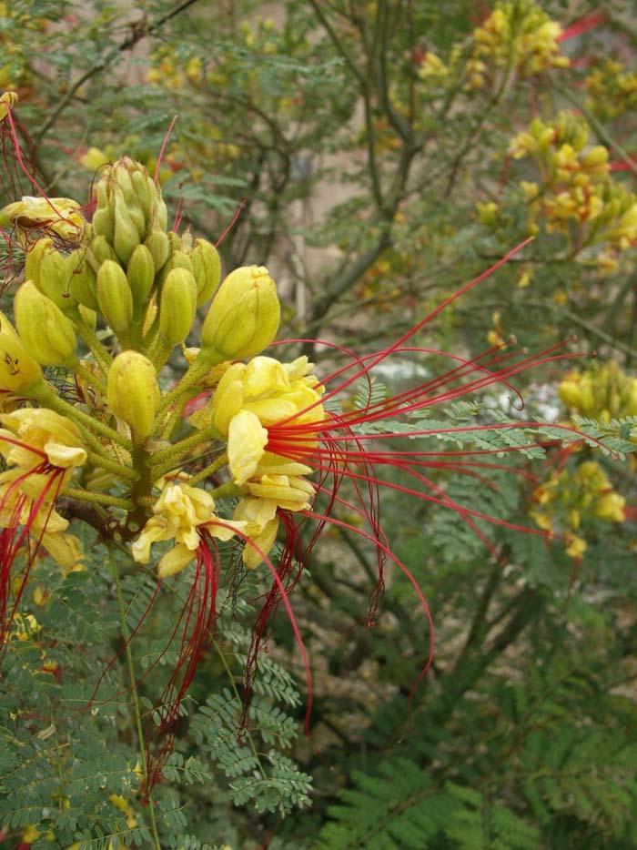 Plant photo of: Caesalpinia gilliesii