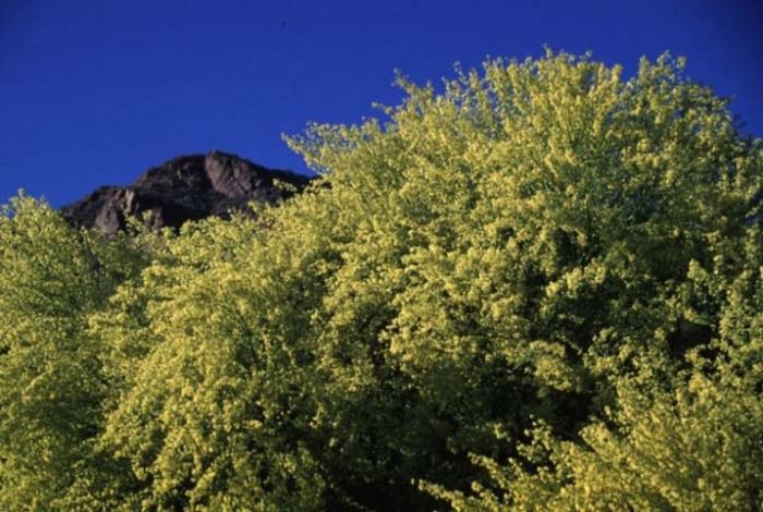 Plant photo of: Parkinsonia florida