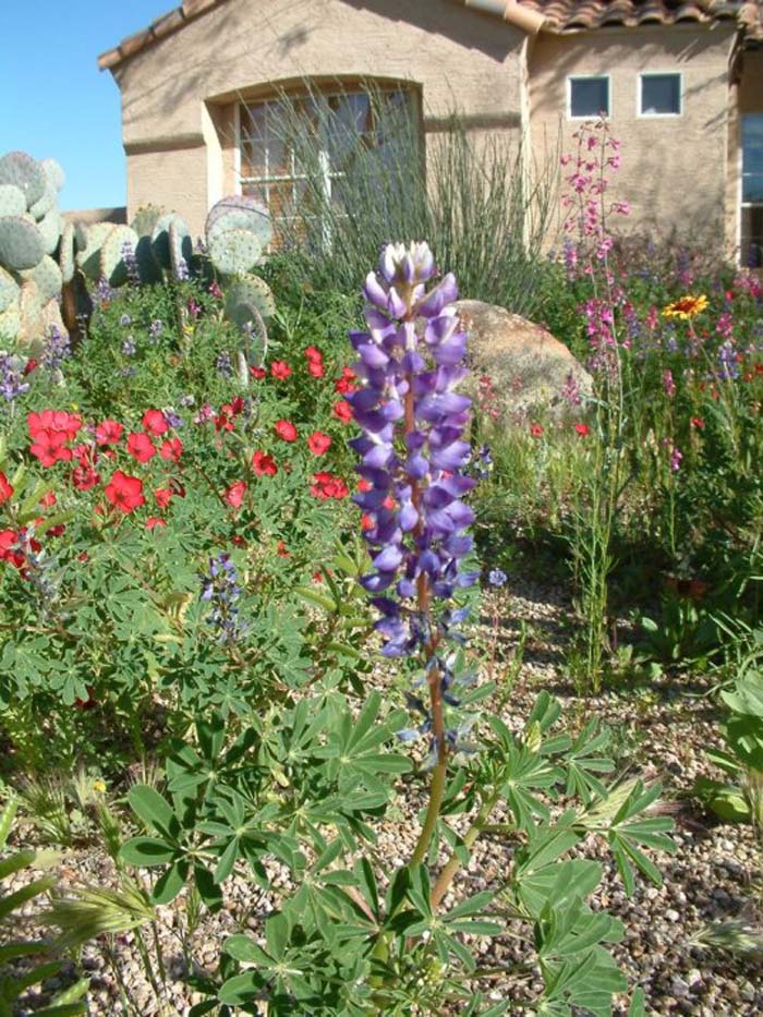 Plant photo of: Lupinus succulentus