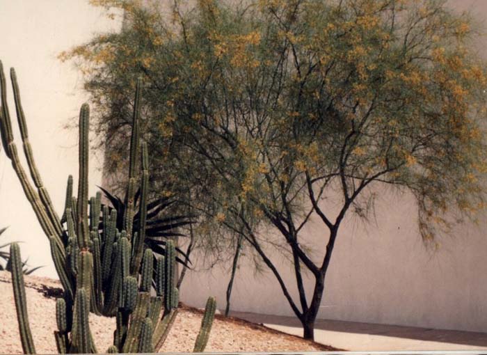 Plant photo of: Parkinsonia aculeata