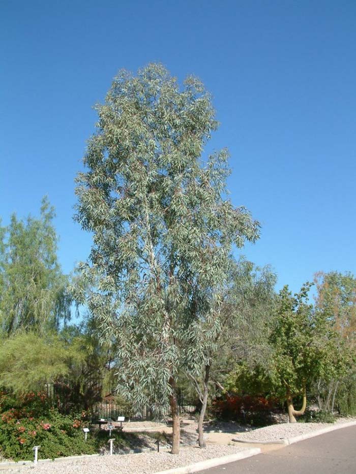 Plant photo of: Eucalyptus microtheca