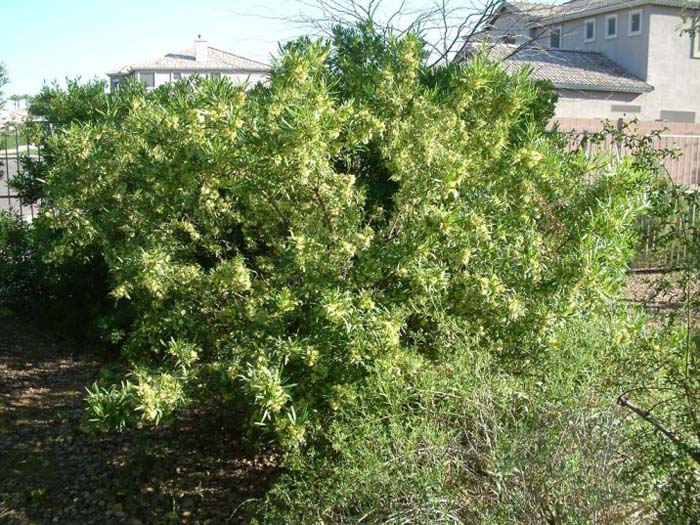 Plant photo of: Dodonaea viscosa